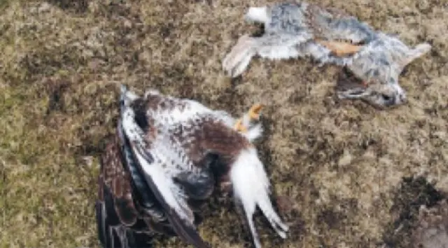 Dead birds of prey