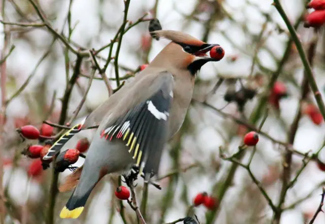 Waxwing