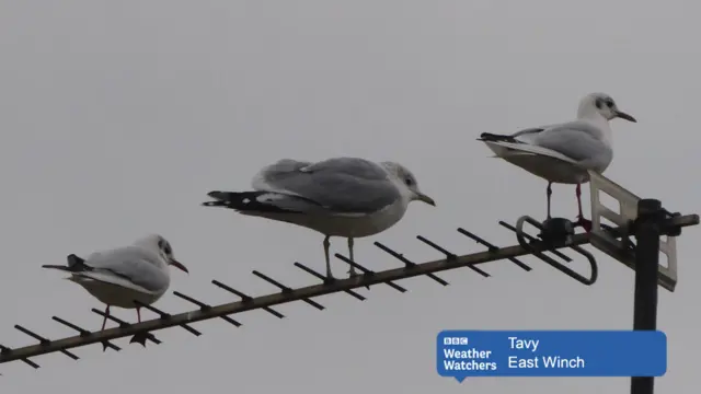 Three seagulls on an aerial