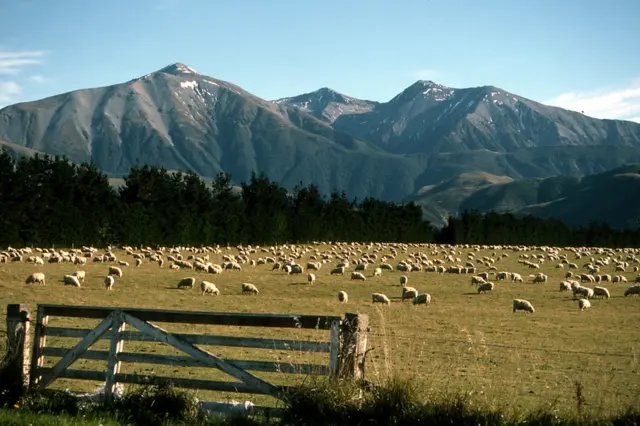 A sheep farm in New Zeland