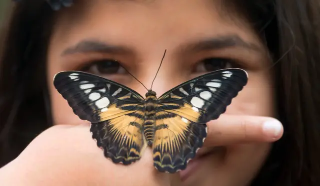 Girl with butterfly