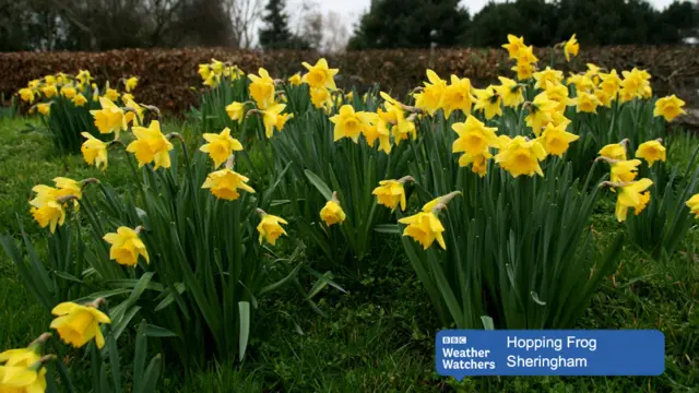 Clusters of daffodils in full bloom