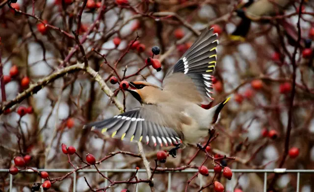 waxwing