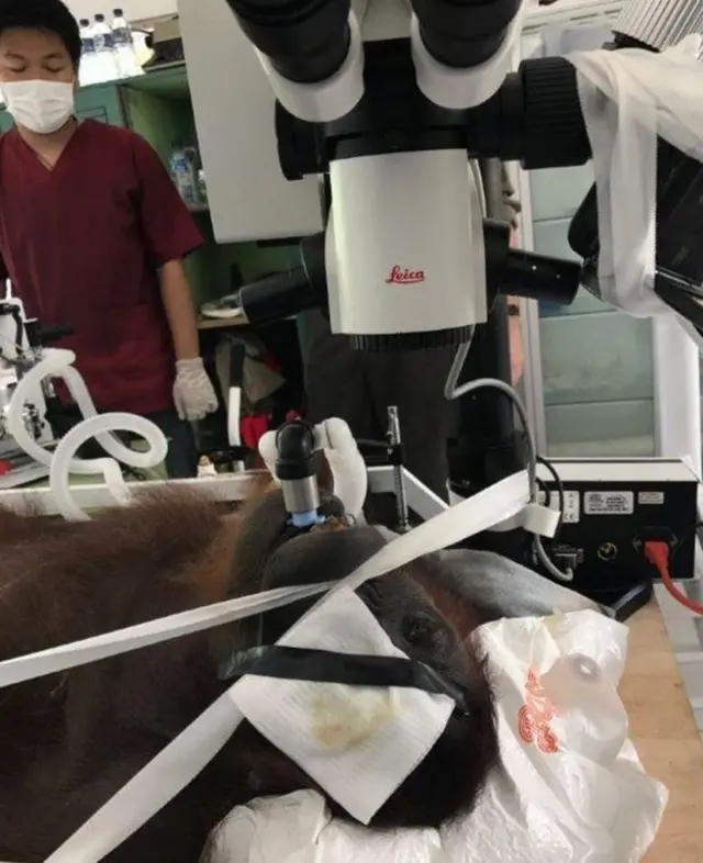 Aan the orangutan underwent eye surgery