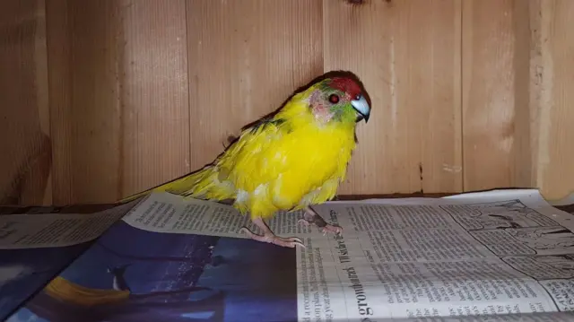 The parakeet