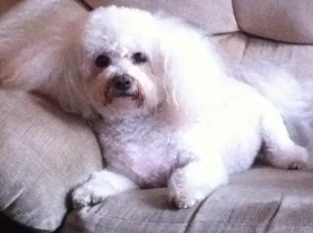 Nellie the Bishon Frise