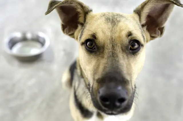 Dog and empty food bowl