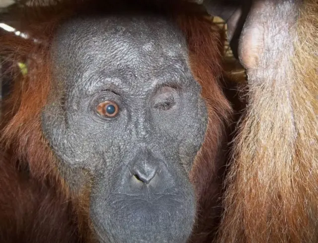 Aan the orangutan underwent eye surgery