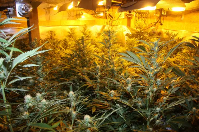 Cannabis farm in Thorndon