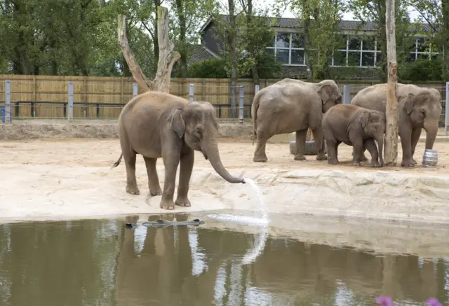 Asian elephants