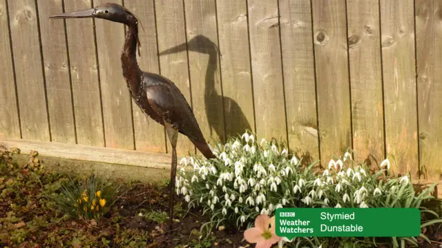 Snowdrops and a bird