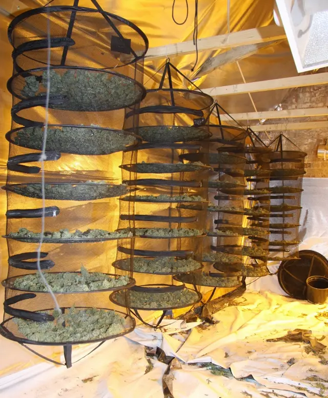 Drying room for cannabis