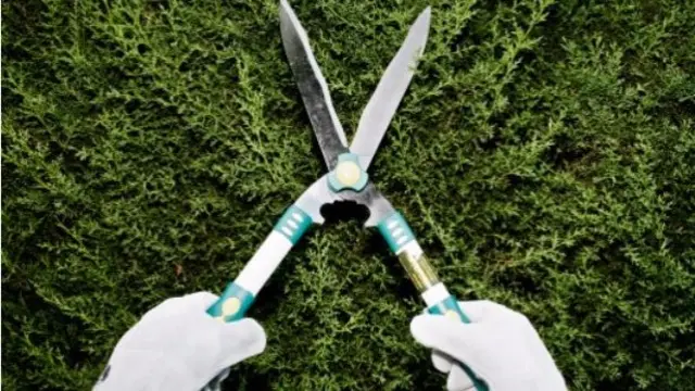 A set of hedge trimmers