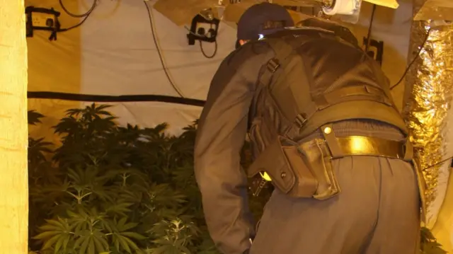 Officer looks at cannabis plants