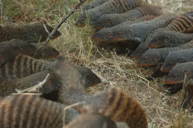 Mongooses. Pic: Harry Marshall