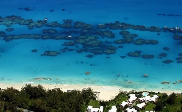 Bermuda coral reef