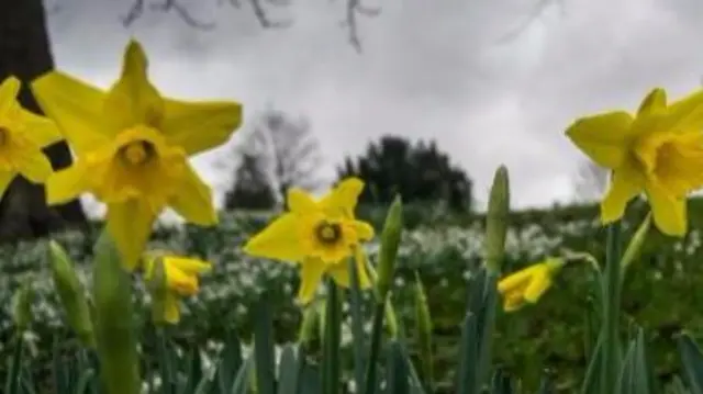 Daffs