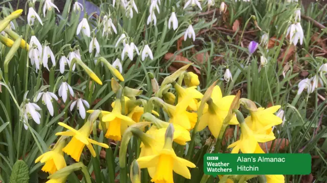 Snowdrops and daffodils