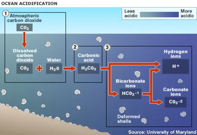 Carbon cycle