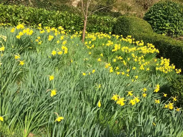 Daffodils