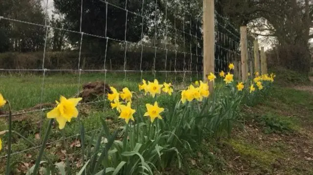 Daffodils in Badger