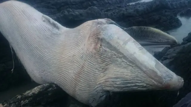 Whale