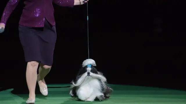 
          Panda the Shih Tzu competes on the second day of the 140th annual Westminster Kennel Club dog show at Madison Square Garden on February 16, 2016 in New York City
        