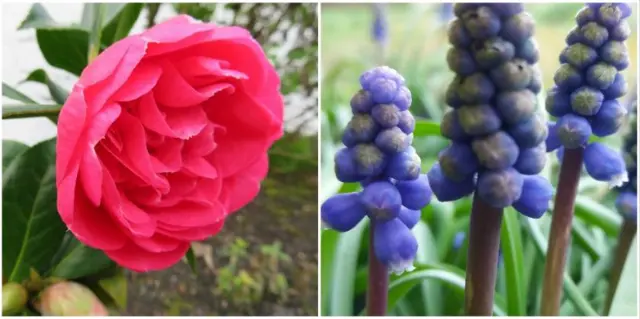 Flowers in Oakengates and Norton