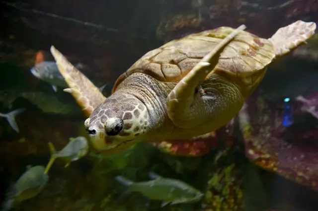 A swimming turtle