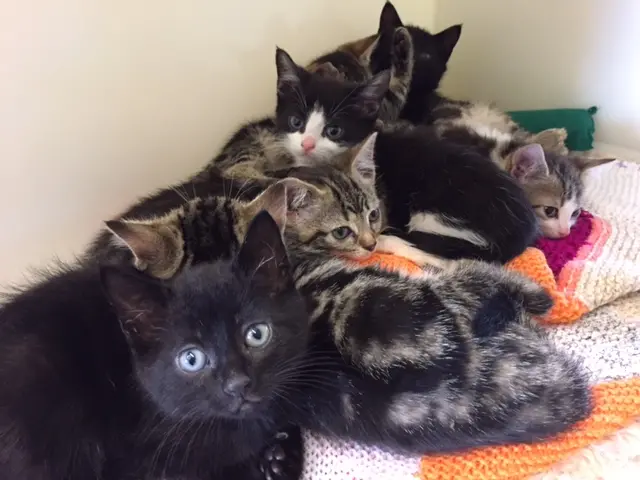 Kittens