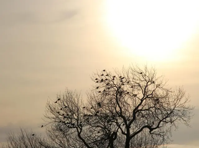 Birds in a tree