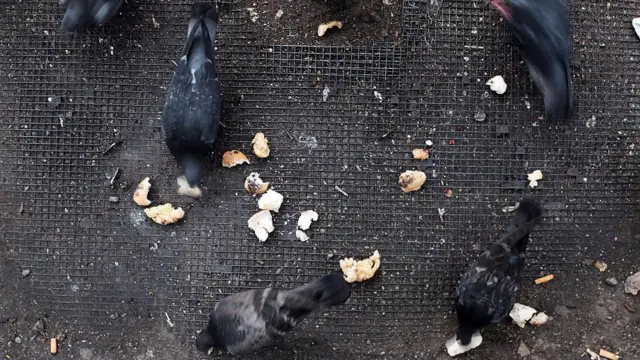 Pigeons eating bread