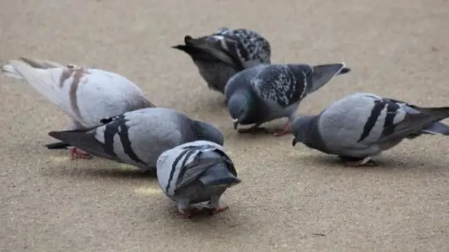 Pigeons