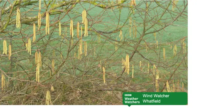 Weather Watcher scene from Whatfield