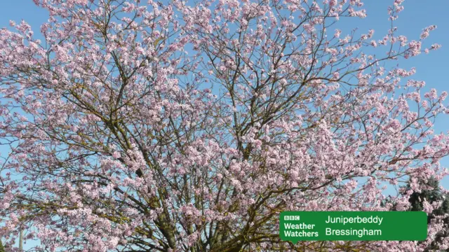 Pale blossom on a tree