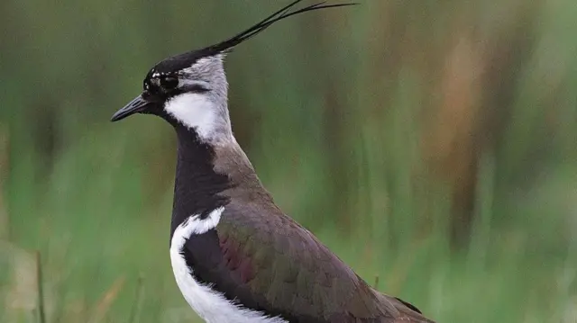 A lapwing