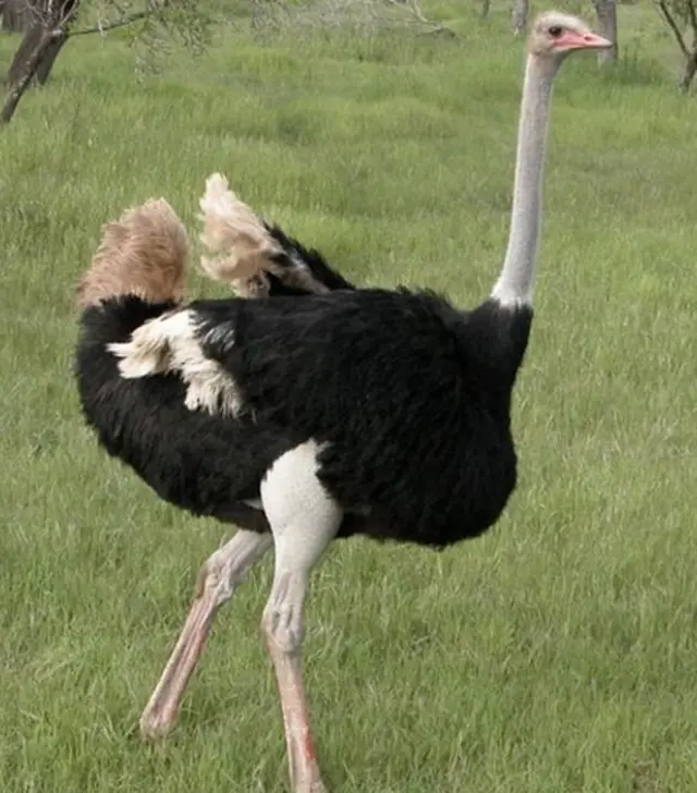 Ostrich