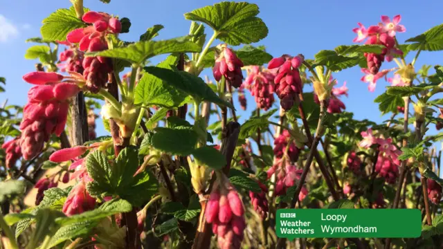 A flowering currant shrub