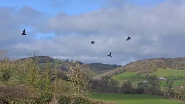 Birds circling