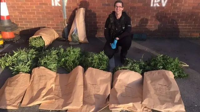 Police officer with seized cannabis plants