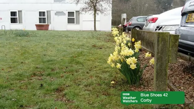 Photo of daffodils and grass in Corby.