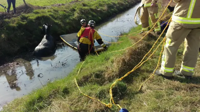 Horse being rescued by fire fighters