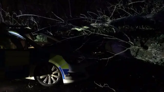 Tree on top of a police car