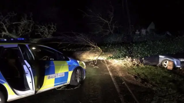 Tree on top of a police car