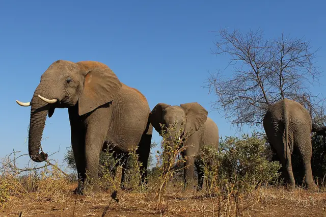 Elephants in Botswana