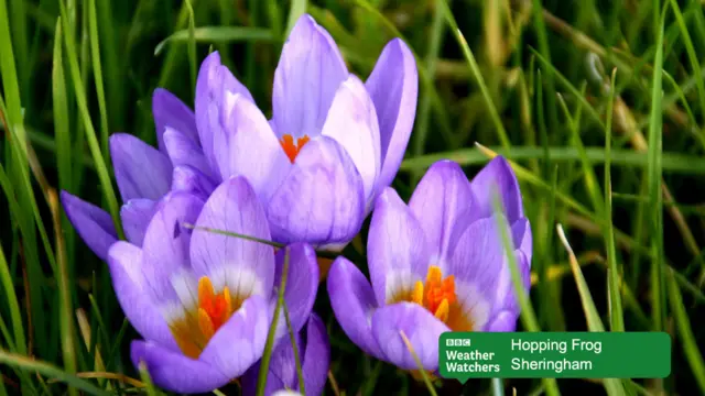 Purple crocuses in flower