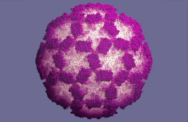 
          Norovirus - the virus responsible for non-bacterial outbreaks of human gastroenteritis
        