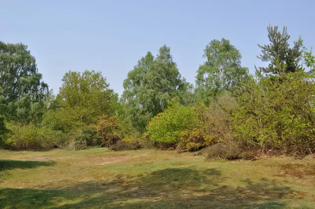 
          Warren Wood in Thetford Forest, showing grassy area with shrubs and trees beyond
        