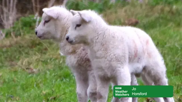 Two lambs standing side by side on grassland