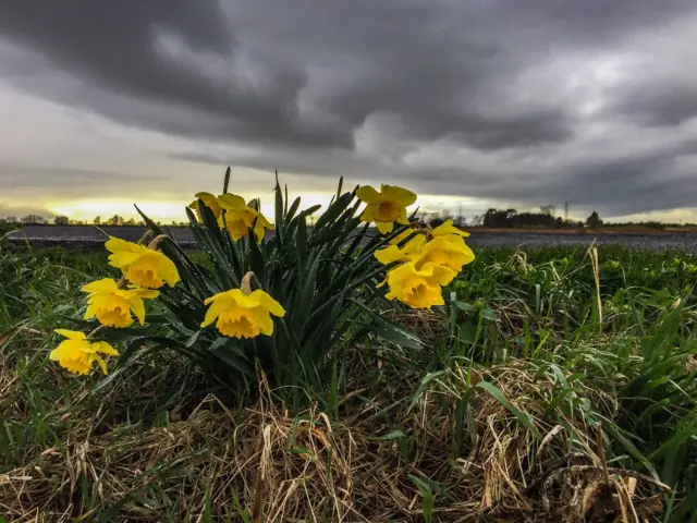 daffs